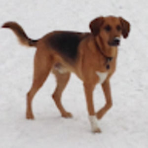 Meet your Posher, Chris